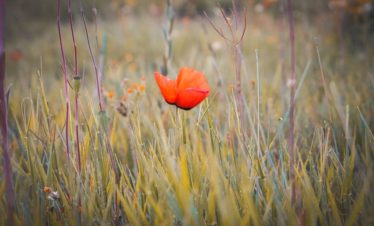 Luxury Private Tours and Experiences in Armenia