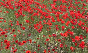 Trip to Lori, private tours to Lori