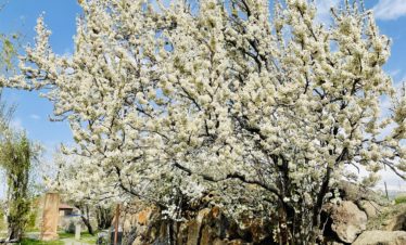 Tour to Saghmosavank