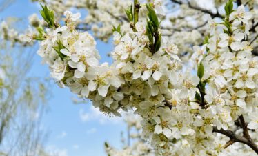 Private custtomized tours in Armenia